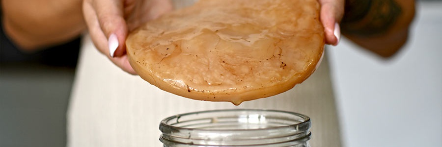 kombucha scoby - materská huba