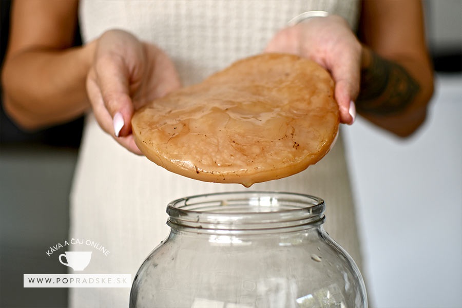 kombucha scoby - materská huba